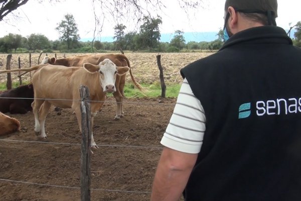 Corrientes en riesgo: SENASA alertó a los productores ganaderos por un brote de rabia paresiante en Misiones