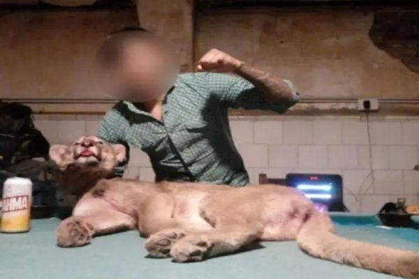 Corrientes: denuncian a un hombre por fotografiarse con un puma muerto en Buenos Aires