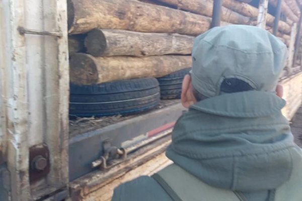 Corrientes: confiscan 16 neumáticos escondidos en un camión maderero