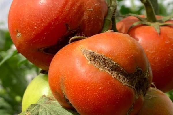 Detectan el virus rugoso del tomate en plantaciones de Corrientes