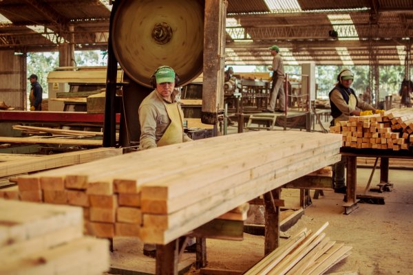 Corrientes se sube al podio de las provincias con mayor nivel de industria forestal