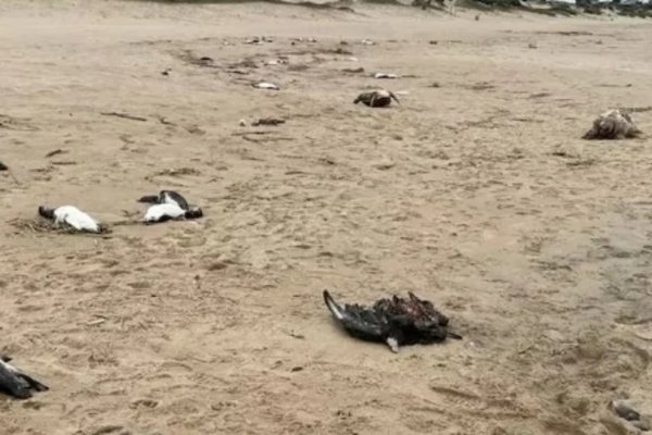 Curioso: miles de pingüinos aparecieron muertos en un balneario de Uruguay