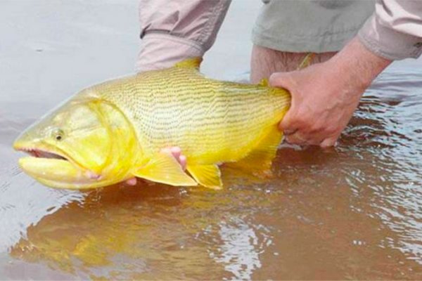 Detectan incremento de algunas especies en el río Paraná: de cuáles se trata