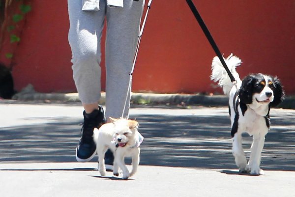 Salud: nueve sorprendentes beneficios al pasear a tu perro