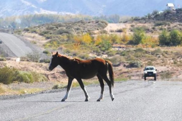 Corrientes: Alertan por un virus en equinos que puede afectar a humanos