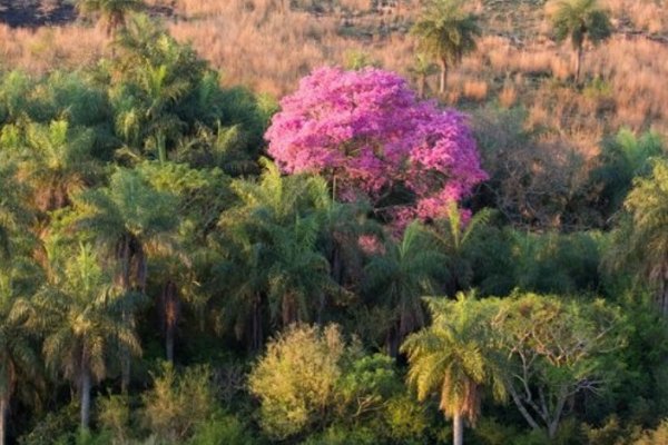 Alertan que el avance forestal en Lomadas Arenosas amenaza a la palmera Butia yatay en Corrientes