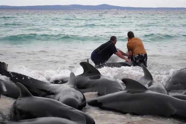 Australia: murieron 51 ballenas piloto en una playa e intentan salvar a otras 46 que están varadas