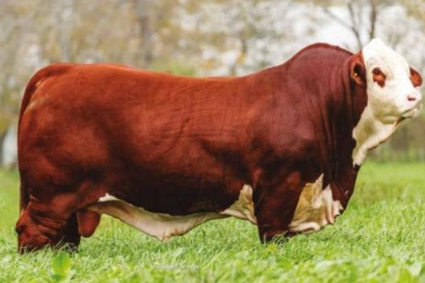 Un toro correntino fue campeón en la Rural de Palermo