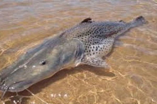 Una buena: crece la población de especies ícticas en el río Paraná