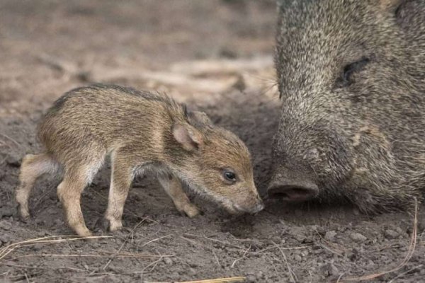 Trasladan a Corrientes ocho animales recuperados en Córdoba