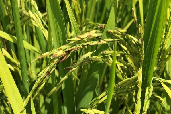 Corrientes: la UNNE realizó un trabajo sobre una patología que afecta el rendimiento productivo del arroz