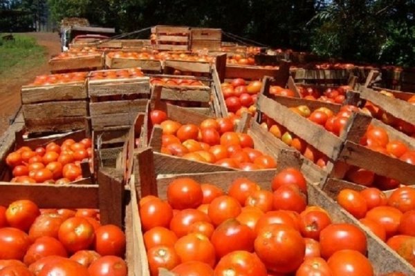 Productores correntinos en el tendal: ingresan tomates desde Paraguay
