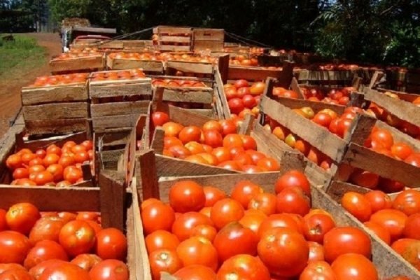 Productores correntinos señalan que las ventas de tomate bajarán por la suba de precios