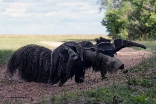 La población de osos hormigueros se consolida en Corrientes por un proyecto de reintroducción