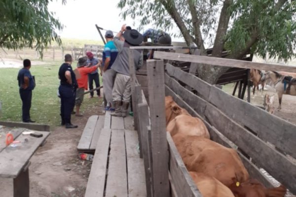 Otro ataque de cuatreros en Santo Tomé: productor dijo estar resignado al accionar delictivo