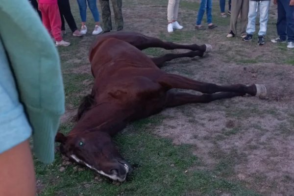 Corrientes: dos yeguas murieron durante una carrera hípica en Sauce