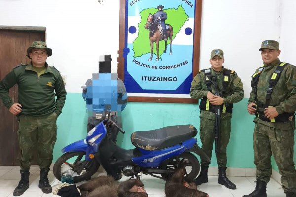Corrientes: arrestan a un hombre con tres carpinchos faenados en Ituzaingó