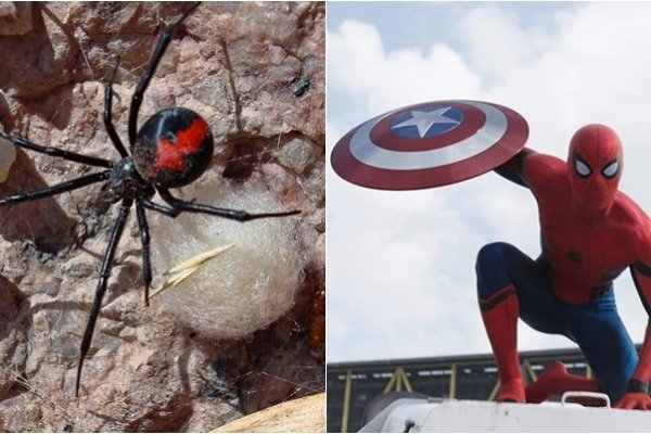 Insólito: un niño de 8 años se dejó picar por una araña para convertirse en Spiderman