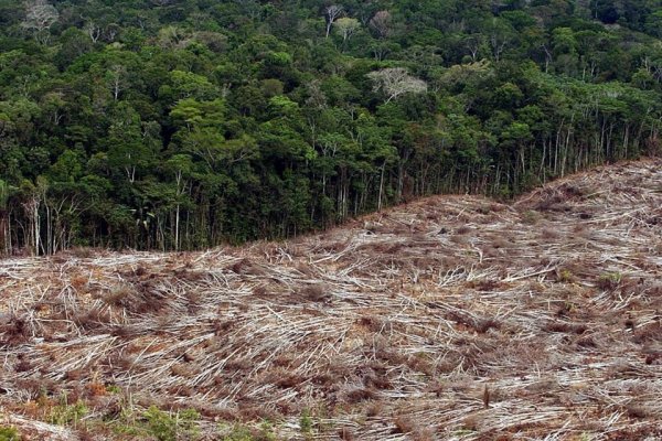 Cae la desforestación en la región de la Amazonia