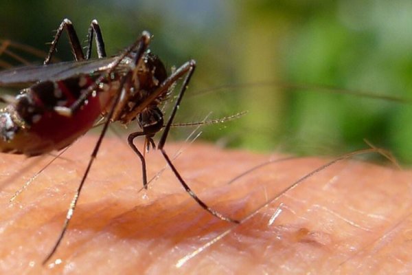 Identifican en el país mosquitos resistentes a insecticidas