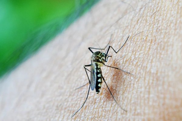 Curuzú Cuatiá registró su primer caso de dengue
