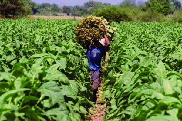 El Gobierno Nacional asignará 40 millones de pesos para tabacaleras en Chaco y Corrientes