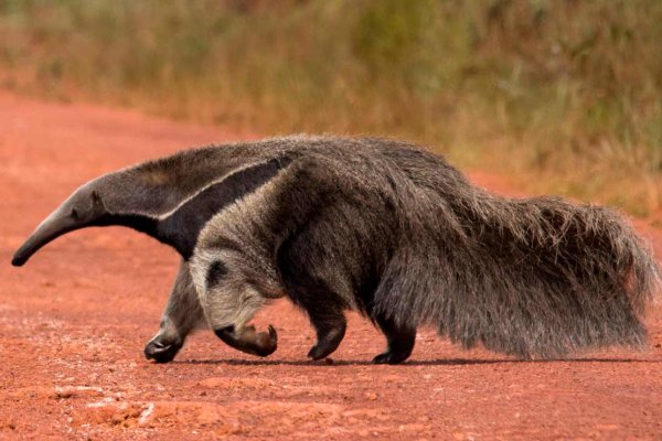 Corrientes: la población de osos hormigueros se consolida en los Esteros del Iberá