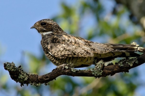 Mesopotamia: colocan GPS en aves de Corrientes y las encuentran en Estados Unidos