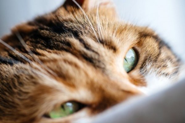 Día internacional del gato: 9 consejos para cuidarlos mejor