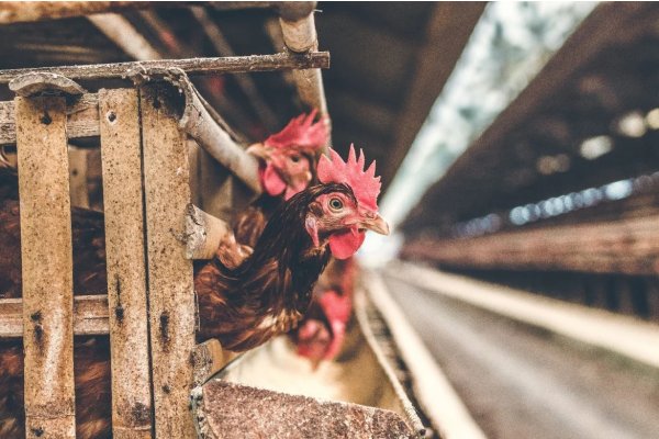 Sanidad animal: Argentina se declaró libre de gripe aviar