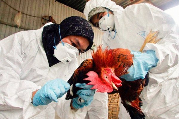 SENASA mantiene las tareas de prevención de gripe aviar en Corrientes