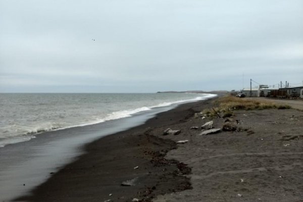 Curioso: murieron 21 lobos marinos por gripe aviar en Tierra del Fuego