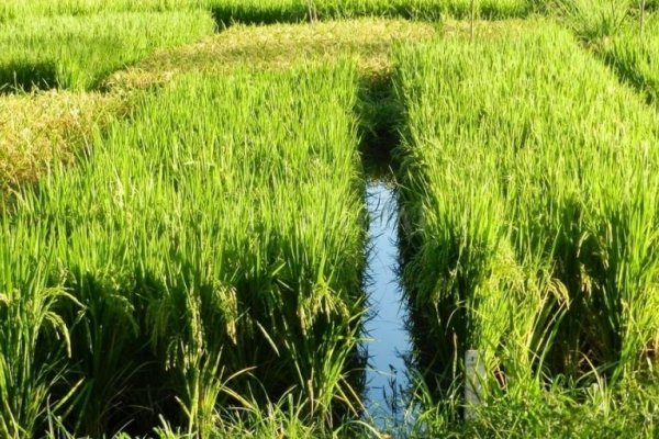 Alerta por escasez de fuentes de agua para regar arroz en Corrientes