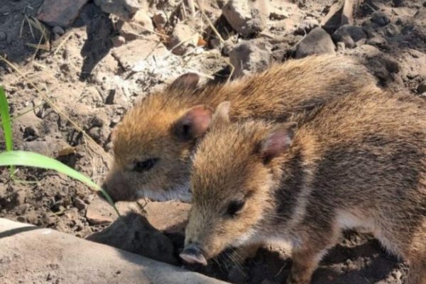 Corrientes: crearán una base de datos con información sobre la fauna silvestre