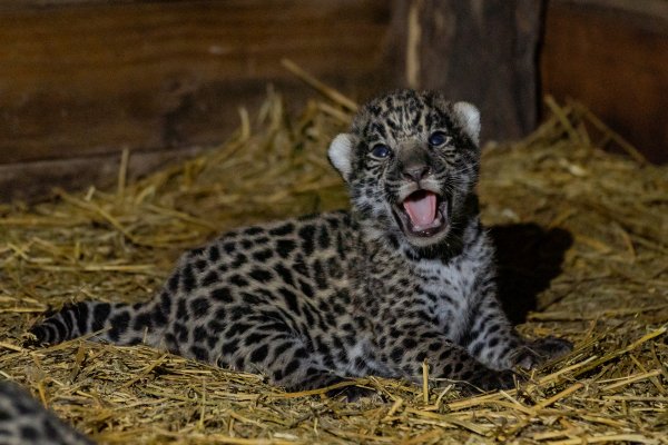 Hay dos nuevos yaguaretés en el Iberá