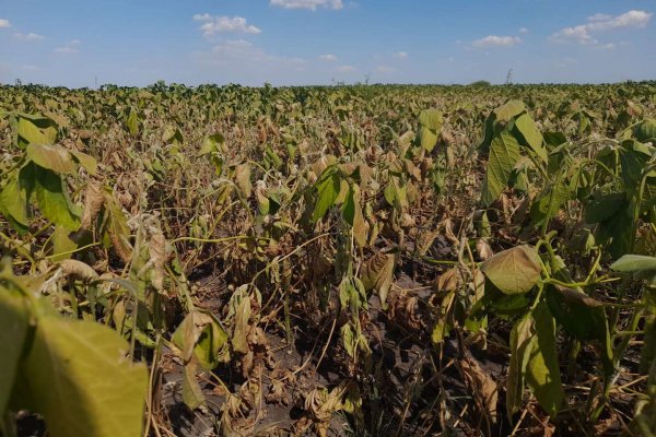 Corrientes, entre las provincias con ganado donde más afectó la sequía