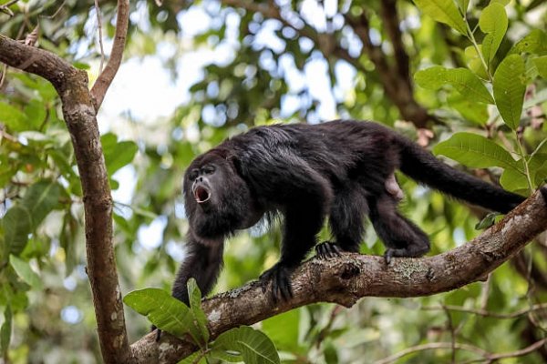 Corrientes activó protocolos sanitarios por un mono infectado de fiebre amarilla en Brasil