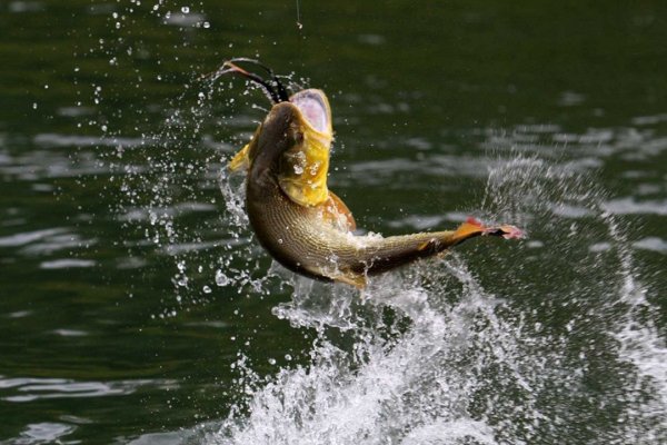 Corrientes: comenzó la 58ª Fiesta Nacional del Dorado