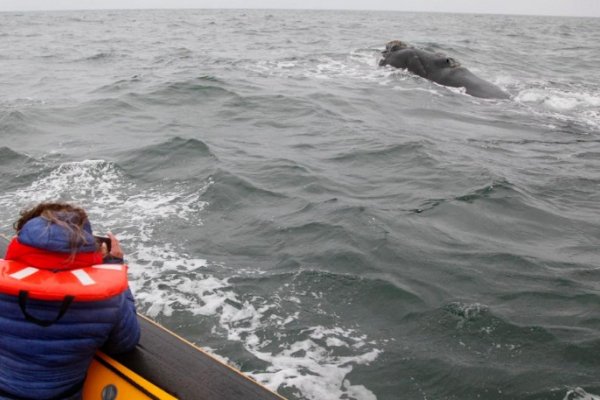 Nuevos avistamientos de ballenas en el golfo San Matías auguran una temporada prometedora