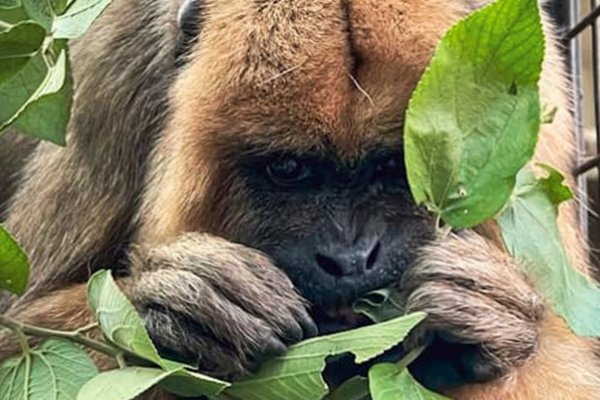 Corrientes: muere una mona carayá que estaba en el Centro de Conservación Aguará