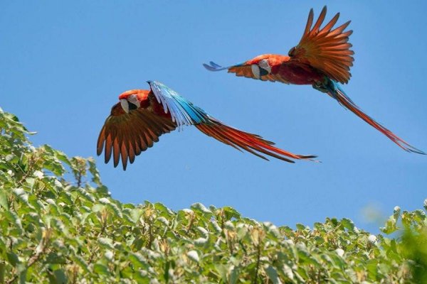 Corrientes: Carlos Pellegrini será sede de la 11° edición de la Feria de Aves y Vida Silvestre