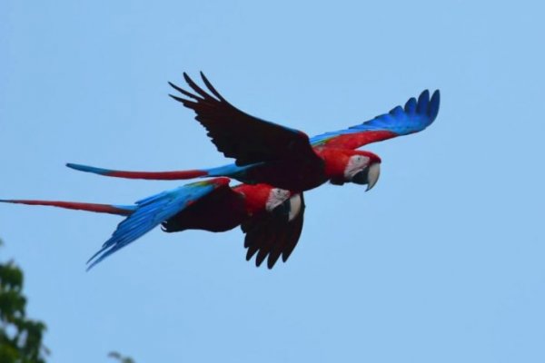 Corrientes: Colonia Carlos Pellegrini será sede de la Feria de Aves y Vida Silvestre