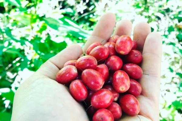 Miraculina: la fruta exótica que se cultiva en Corrientes y vale 100 dólares cada una
