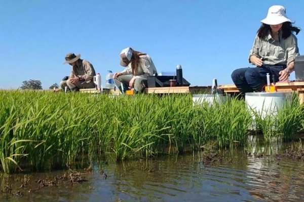 La producción arrocera en Corrientes cayó un 17% respecto a la campaña 2021/22