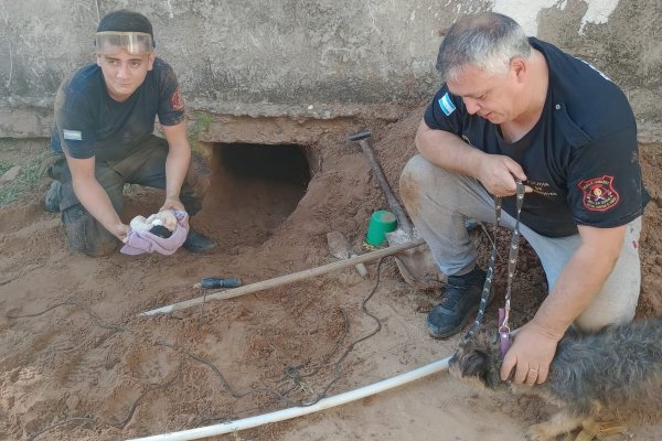 Corrientes: rescataron a cachorros atrapados en un boquete