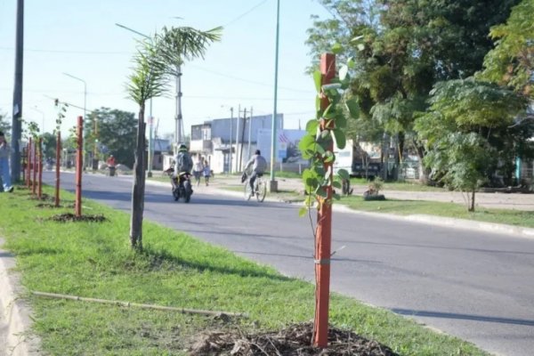 Lucha contra el cambio climático: plantan más de 200 especies de árboles en Corrientes