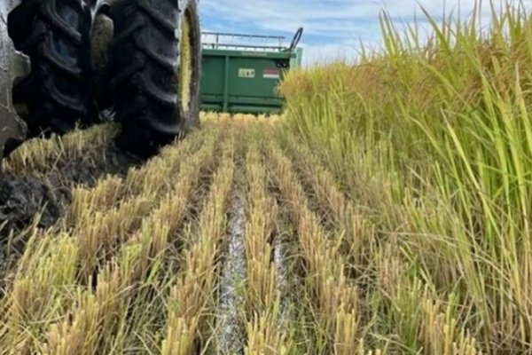 La producción de arroz en Corrientes bajó un 28% en un año