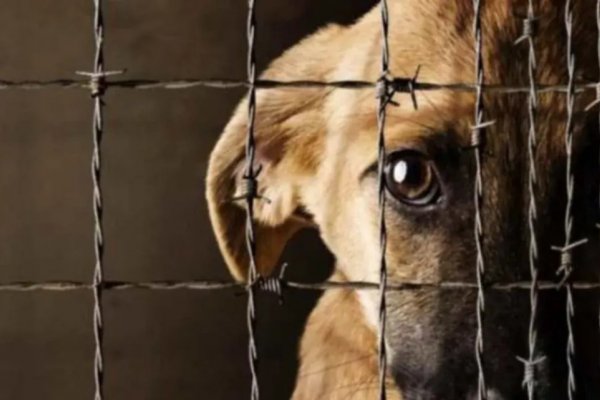 Rescatan a diez perros en estado de abandono en Corrientes