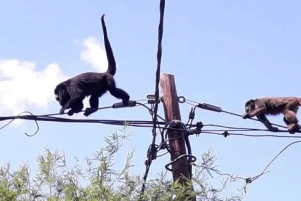 Caminaban por las calles de Corrientes y encontraron una familia de monos entre los árboles: “Están raros los caniches de mi barrio”