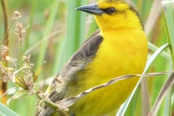 Corrientes: Santo Tomé forma parte del programa de voluntariado para proteger al tordo amarillo